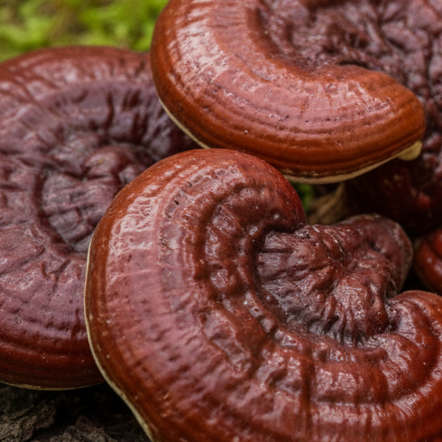 Reishi Mushroom Powder