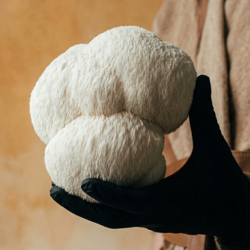 Lion's Mane Mushroom Powder